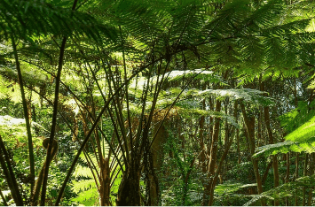 Forest