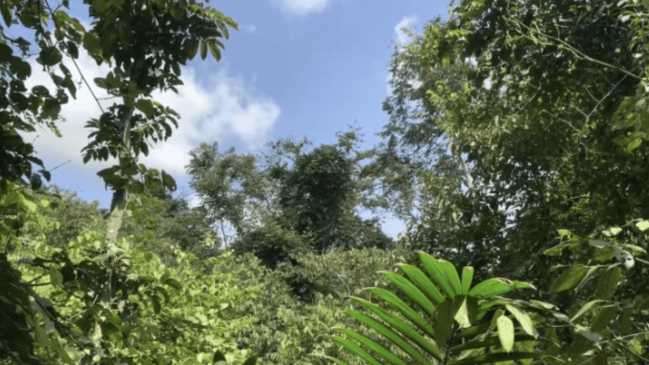 Nunukan Peatland Protection (NPP): Pristine Peatland Conservation in North Kalimantan